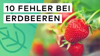 10 FEHLER bei ERDBEEREN, die du unbedingt vermeiden musst 🍓 ❌