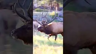 Intense rut action!  Windy day during the fall elk rut in Rocky Mountain National Park. 🏞️