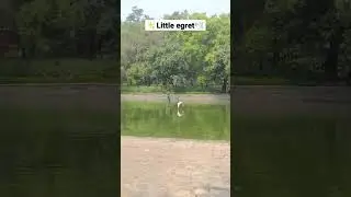 Little egret #shorts #ytshorts #birds 🕊️