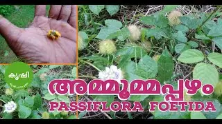 അമ്മൂമ്മപ്പഴം , കുരങ്ങുപെറുക്കിപ്പഴം അഥവാ മൂക്കളപ്പഴം - Stinking passionflower