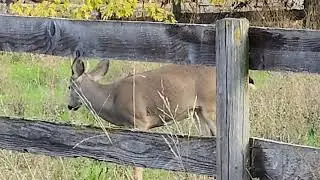 Lovely doe in last year's veg patch