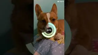AI filter gone wrong🤣🫣#crumpetsthecorgi#aifilter