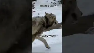 The Wolf Asked for Help #shorts