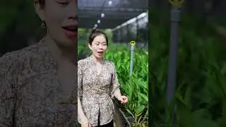 Hoa lan v&agrave;ng mai. Đồng tiền v&agrave;ng #chamsochoalan #hoalan
