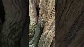 Nice Camouflage Geocaching hide!