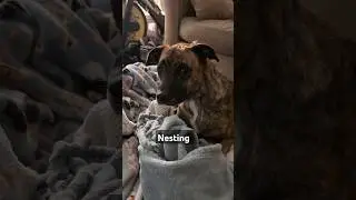 Penny is nesting #dog #doglover #rescuedog #nesting