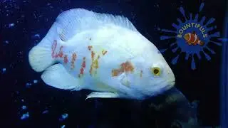 Aquarium includes fish, amphibians, invertebrates, plants in freshwater, brackish, marine aquariums.