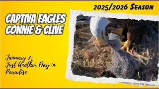 Just Another Day in Paradise! - Captiva Nest Connie & Clive (1/7)