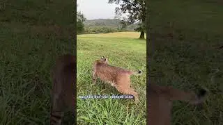 Excited bobcat jumping in a field! #bobcat #cat #bobcats #nature #funny #animals