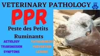 PPR in Goats