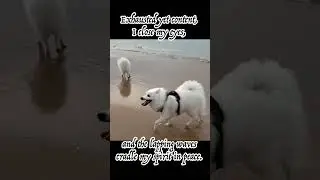 the lapping waves #puppy #shorts
