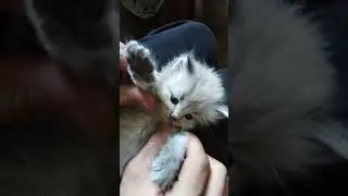 The Most Adorable Cat You'll See Today  ✨ #youtubekids #animals #wildlifeforkids #animal