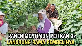 PANEN MENTIMUN, PETIKAN KE 3 HASILNYA LUAR BIASA ,DI GR3BEK SAMA PEMBELINYA