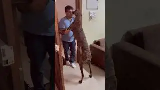 Mudhol Hound Dog Rag's Meets His Owner After A Long Time 😍