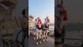 Ershad  baggi vala   #horse #horseridind # #horseride #horselover #horseridding #horseriding