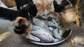Cats eating raw fish