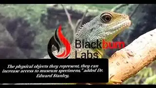 110 Million Year Old Lizard Found In Burmese Amber || Informational Video || Old  Animals Research