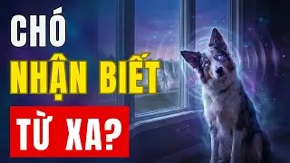 Tại Sao Chó Biết Bạn Sắp Về Khi Còn Cách Cả DẶM? Giác Quan SIÊU NHIÊN!