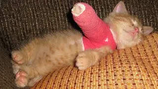 FUNNY CUTE CATS COMPILATION 2022