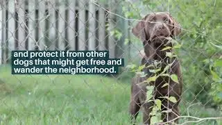 Landscaping Ideas for Your Dog
