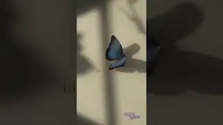 Killing butterflies - Lewis Blissett (Lyrics by Crazy lyricist) ll READ DESC ll