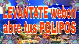 Levantate webon, abre tus pólipos