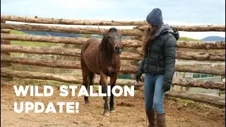 Wild Stallion Update 2022 | Wind Drift
