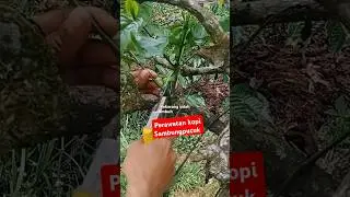 perawatan kopi hasil sambungpucuk agar tumbuh maksimal & produktif #grafting #graftingtips #kopi