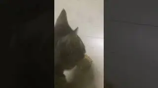 Cat loving Potato chips