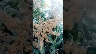 it's mango season in india