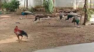 Peacock visiting 