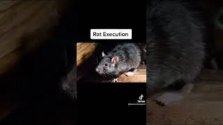 The Worst Ways Of Execution That Existed #shorts