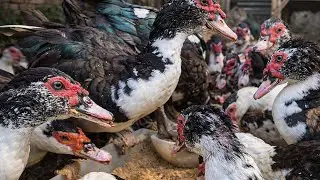 Pagi di Kandang 🐔 Memberi Makan Ayam Petelur & Bebek Gemuk Biar Sehat dan Rajin Bertelur”