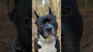 амстафф стаффорд #амстафф #стаффорд #собака #amstaff #stafford