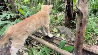 ORANG BAIK PEMELIHARA KUCING LIAR #cat 