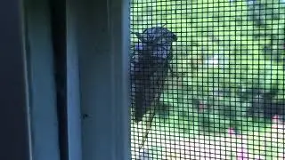 Superb Dog-day Cicada Serenades Me