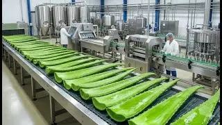 Inside the Aloe Vera Juice Factory &mdash; From Fresh Leaves to Pure Bottled Drink