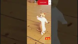 Unveiling the Mysteries of Mushuk Juju#Juju#cat#funny animals#shorts #fyp #rek #trend#trendingvideo#