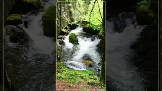 L'Orbe river banks #swiss #switzerland #vallorbe #hikingadventures #naturelovers #swisstravel