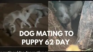 Dog mating to cutest puppies 62 days | @Dogfriendu 