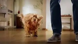 Hills Science Plan Perfect Weight | Best for Pets
