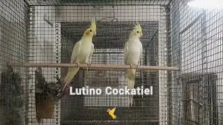 Lutino Cockatiel (Nymphicus hollandicus) | Gift Of Flight | Indian Aviculture | Beautiful Pet