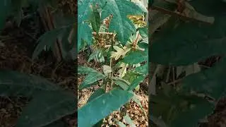 village mangrawa vlogs pater mangrawa gaya wazirganj tree 🎄 🌴 rohit ashant official electrician boy