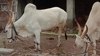 Super Hallikar Bull Pair of farmer at Punganur Bulls Market