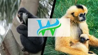 The Plight of the Northern White Cheeked Gibbon #gibbon #endangeredspecies #wildlife