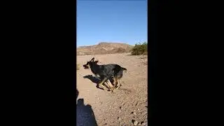 Mando going #2 in the desert! Blue Heeler German Shepherd mix