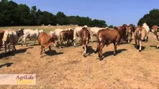 Grazing Leases