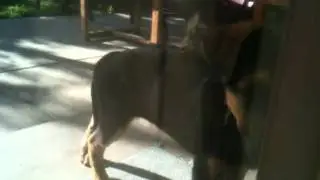 Thirios first deep bark at cat