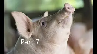 Being proactive and focusing on individual sow care