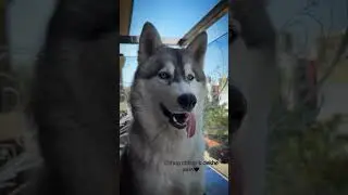 Beautiful huskyy eyes👀 #cute #cuteanimals #dogs #siberianhusky #music #blueeyeshusky #blueeyes#dog